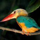 Storchschnabelliest, Stork billed Kingfisher, Pelargopsis capensis