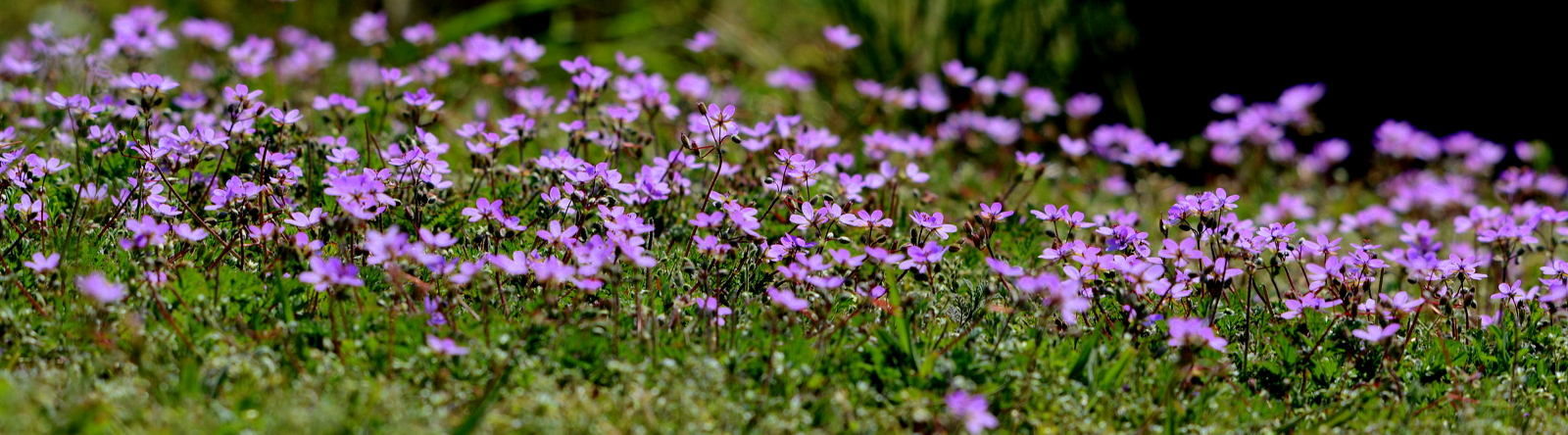 storchschnabelteppich