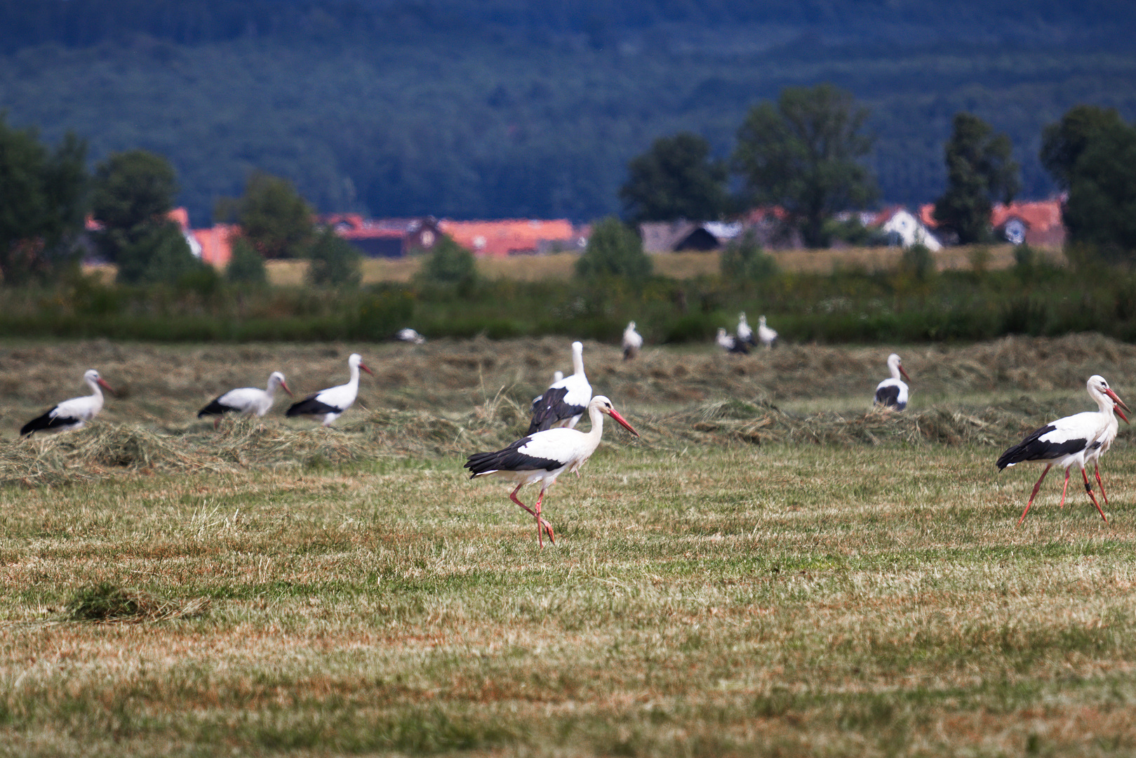 Storchtreffen