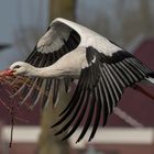 Storch_Zeeland