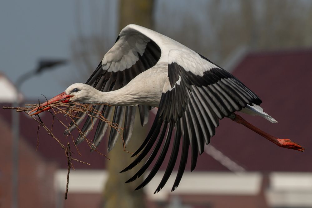 Storch_Zeeland