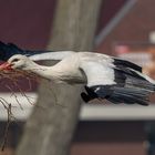 Storch_Zeeland_b