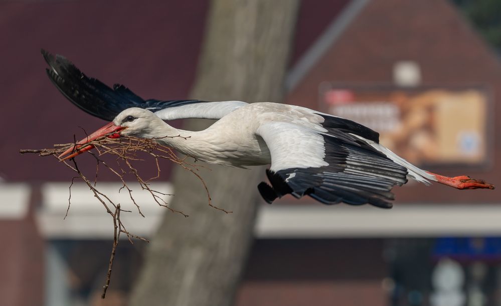 Storch_Zeeland_b