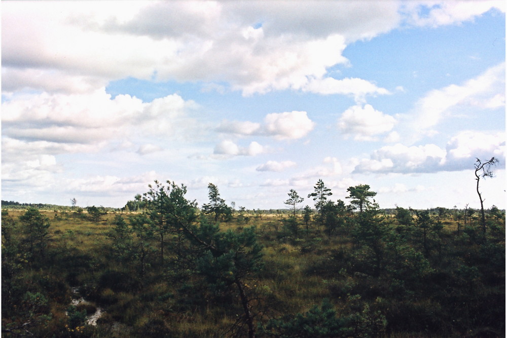 Store Mosse Schweden - Moor 2