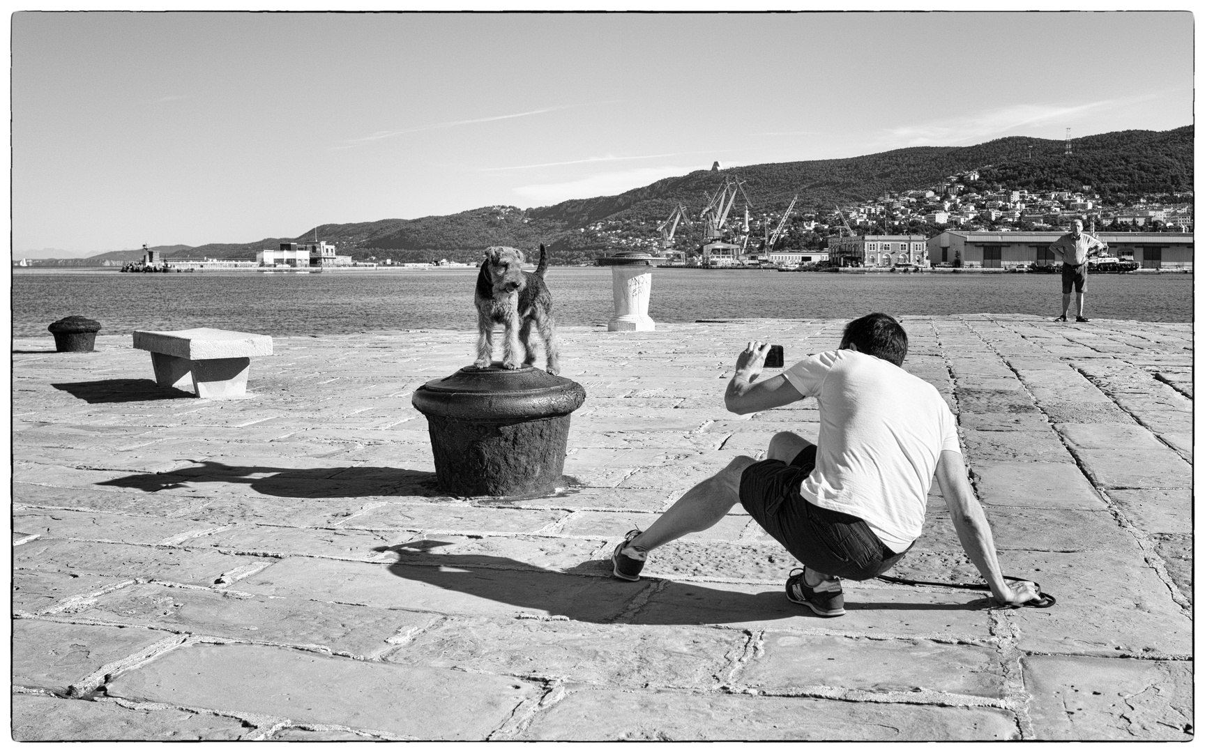 Storie di cani da Trieste VI