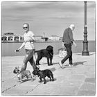 Storie di cani da Trieste VII