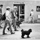 Storie di cani della Maremma