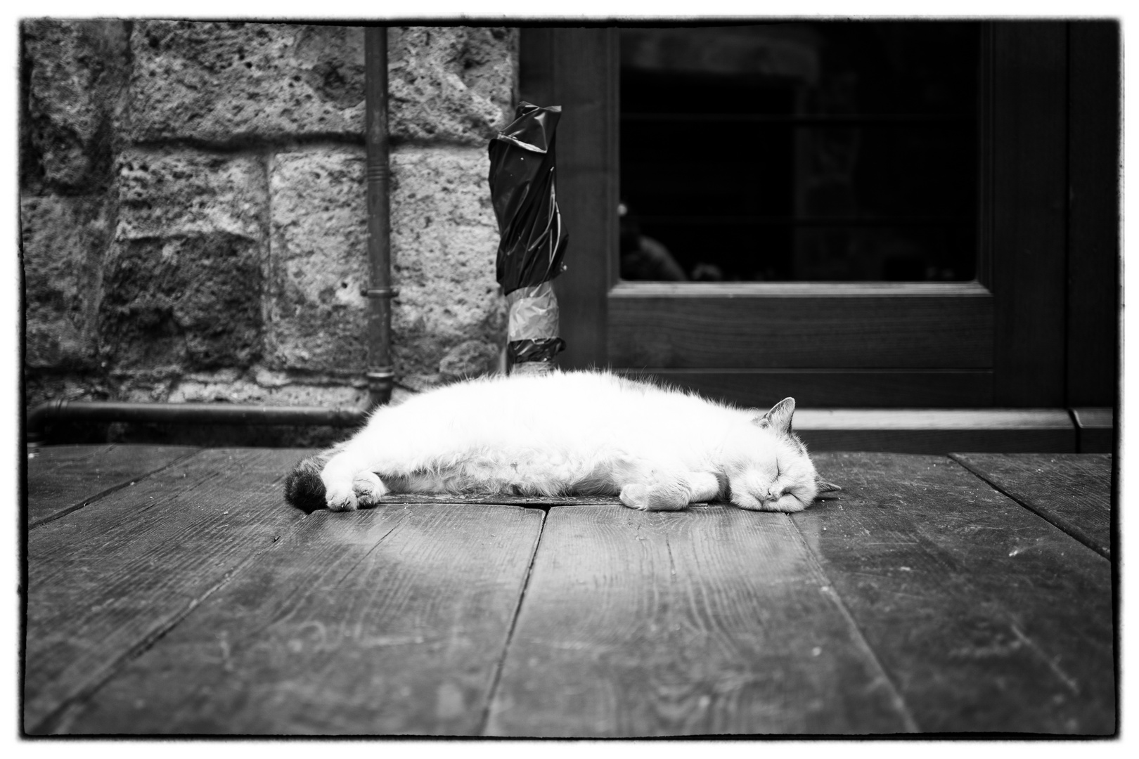 Storie di gatti della Maremma