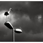 Stork....