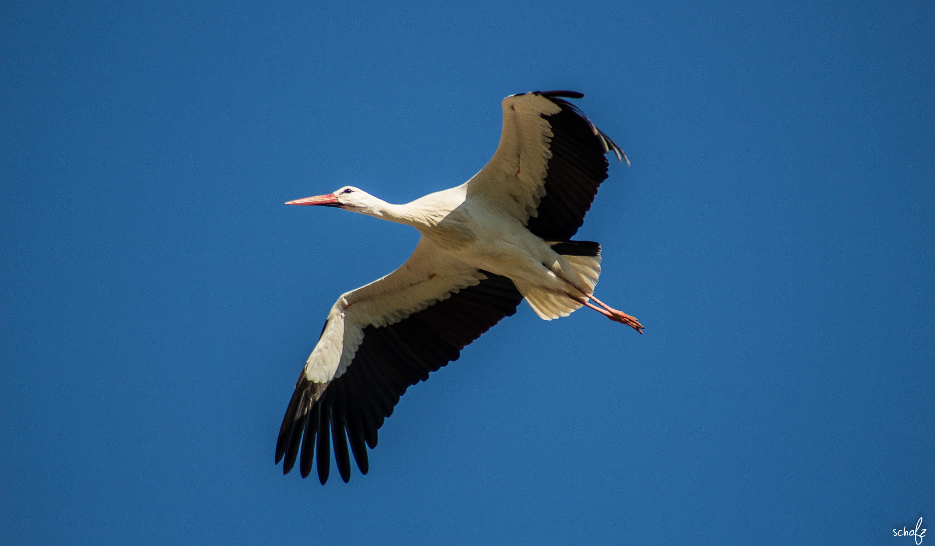 Stork