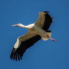 Stork