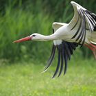 stork