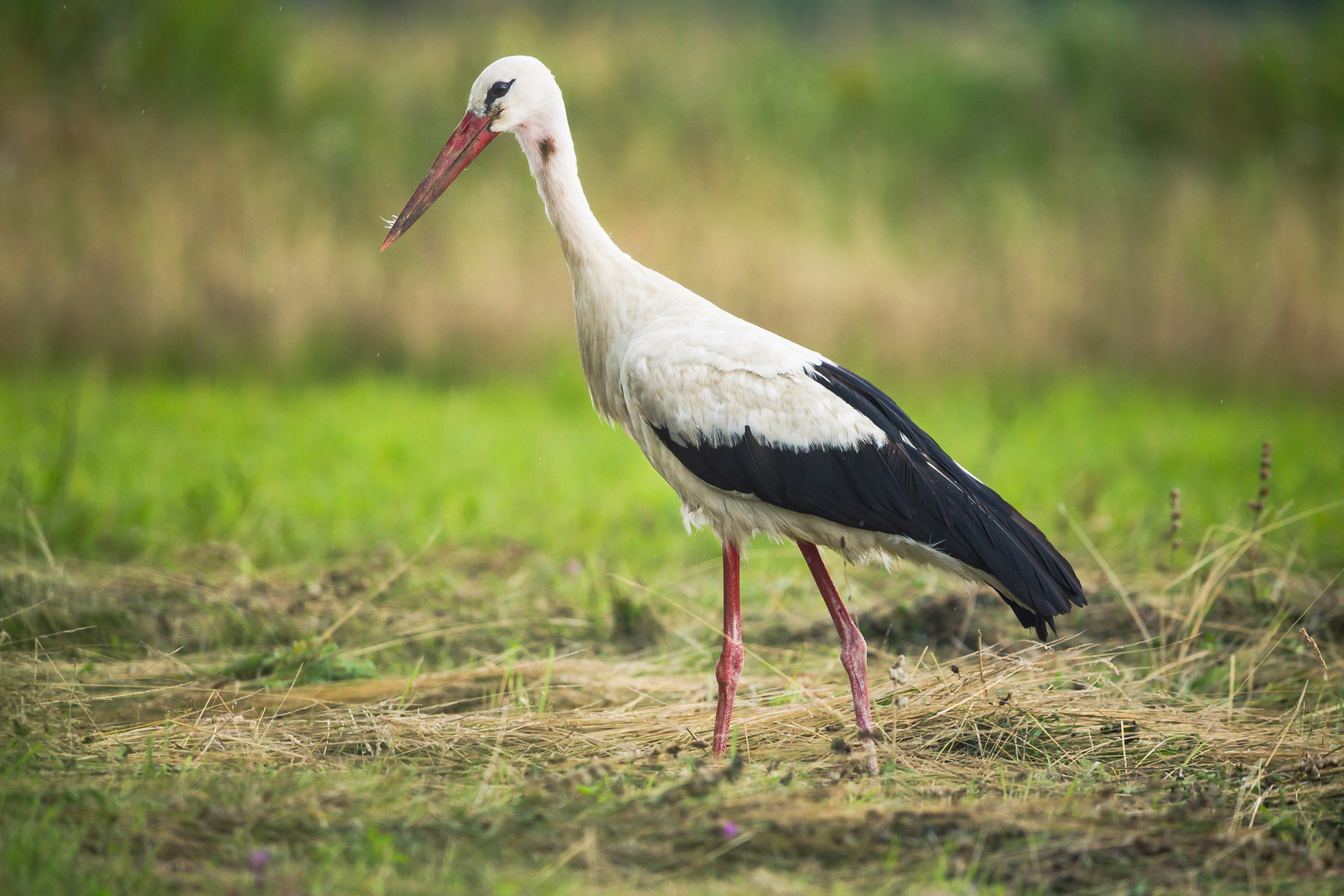 Stork