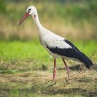 Stork