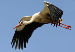 STORK