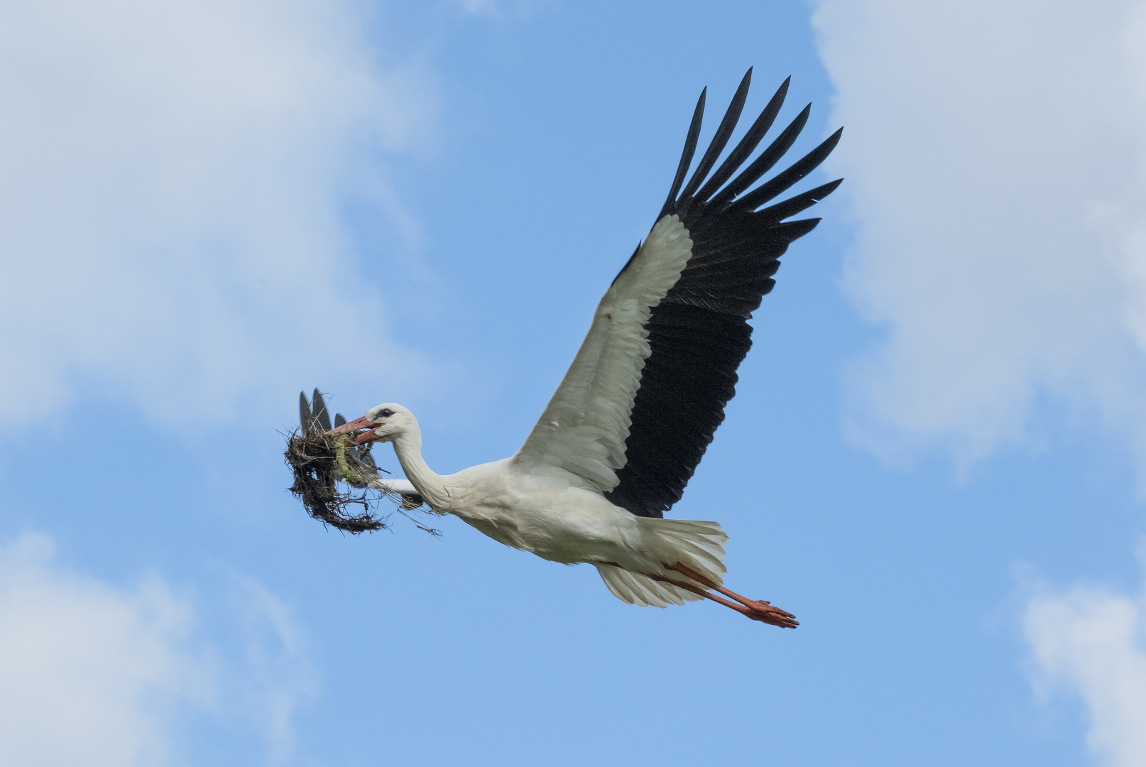 Stork