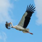 Stork