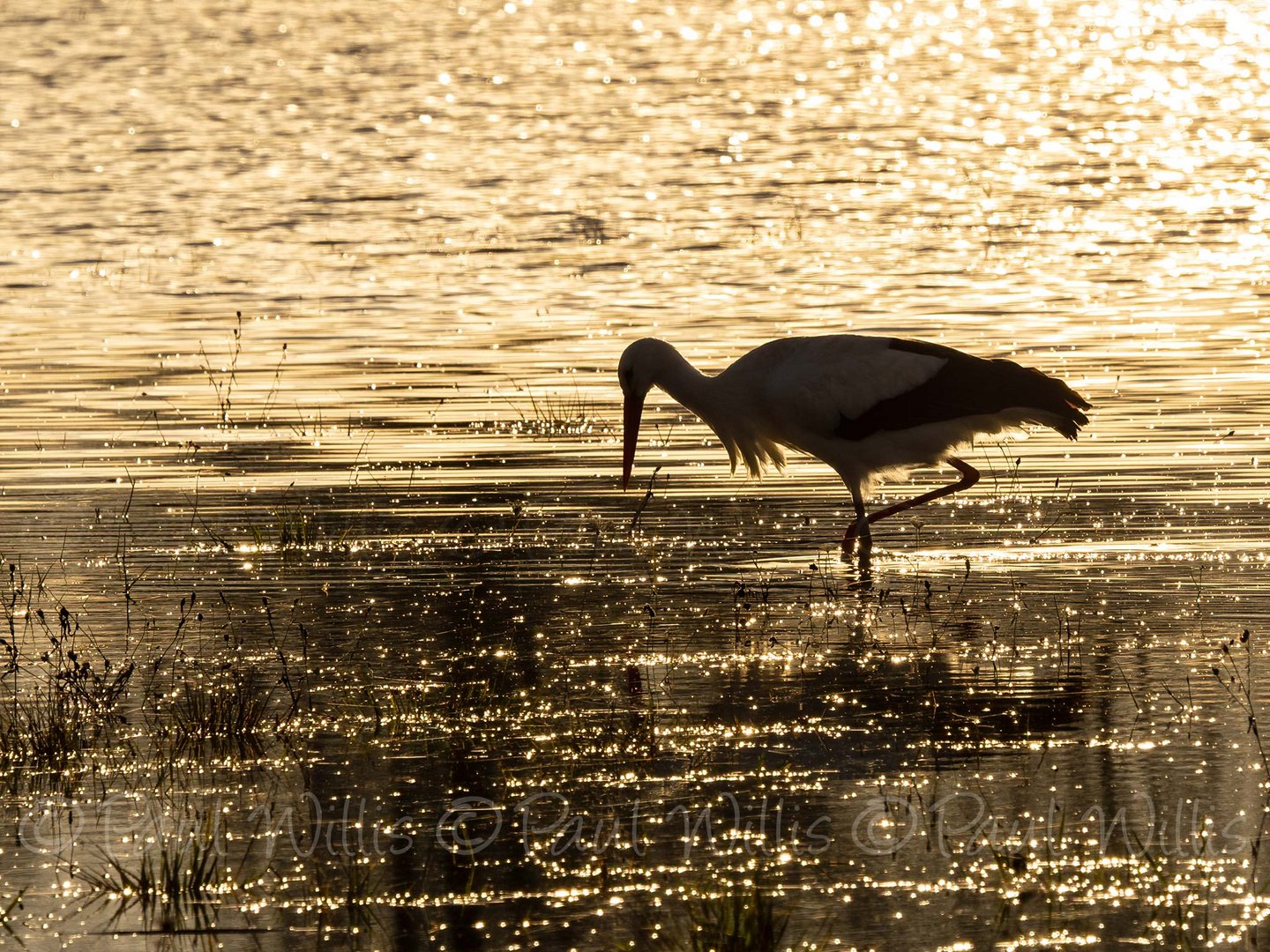 Stork against the setting sun