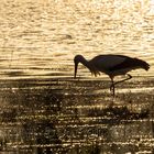 Stork against the setting sun