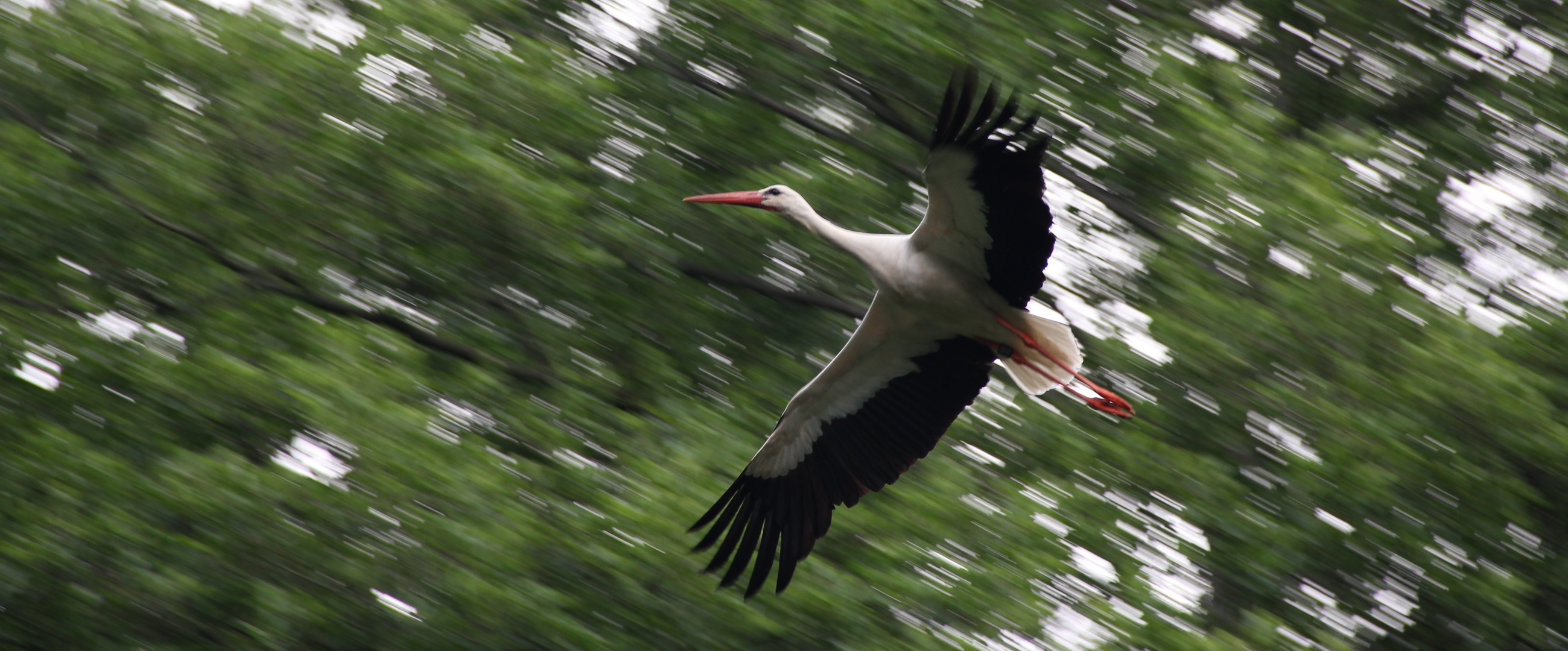 Stork Airline