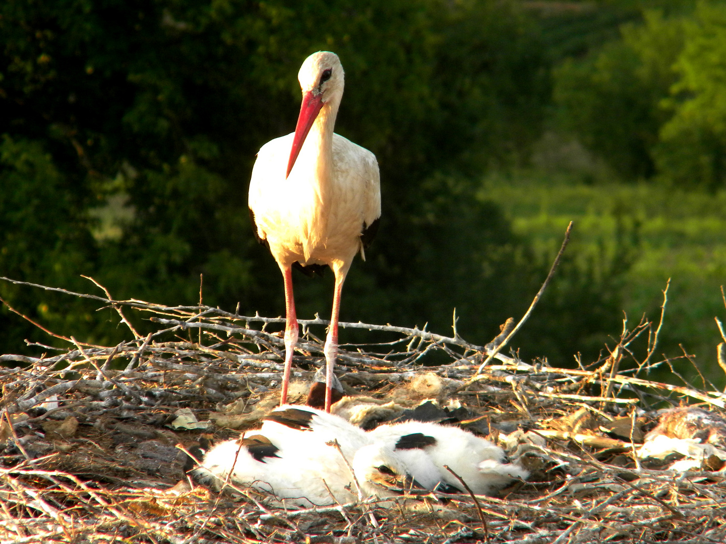 Stork and its offsprings (not many of them left)