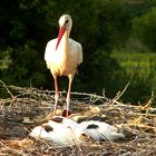 Stork and its offsprings (not many of them left)