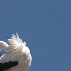 Stork at a windy place 01