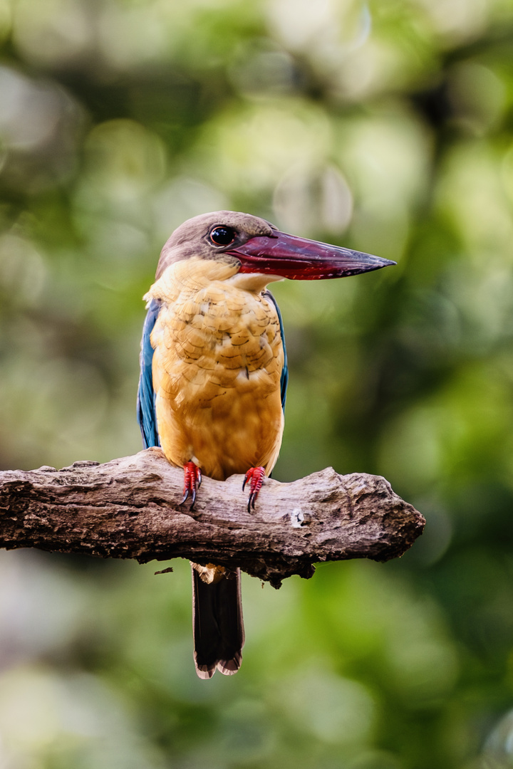 Stork-Billed Kingfisher 