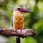 Stork-Billed Kingfisher 