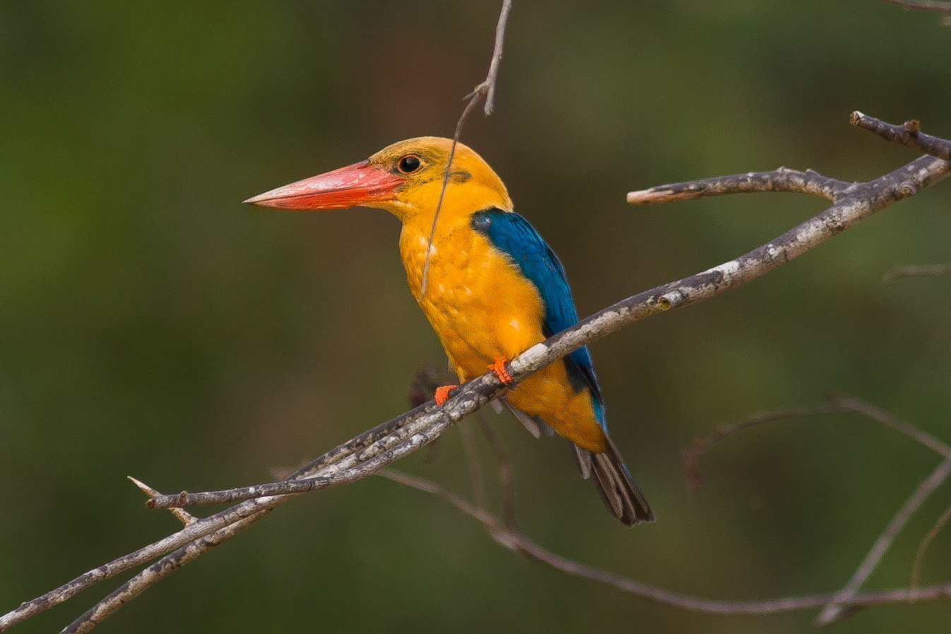 Stork-Billed Kingfisher