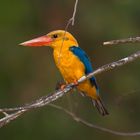 Stork-Billed Kingfisher