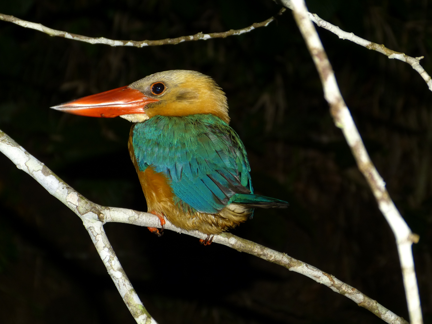 Stork-billed Kingfisher