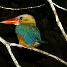 Stork-billed Kingfisher