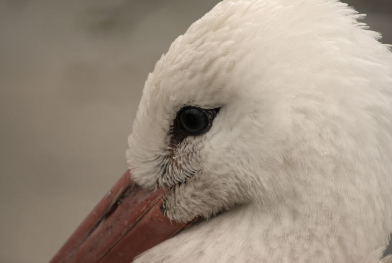 Stork