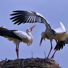 Stork couple ...