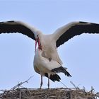 Stork couple in april (2)  ..