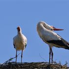 Stork couple in april ..