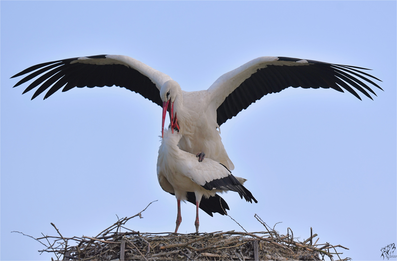 Stork couple in april .. (double uploaded by mistake..)