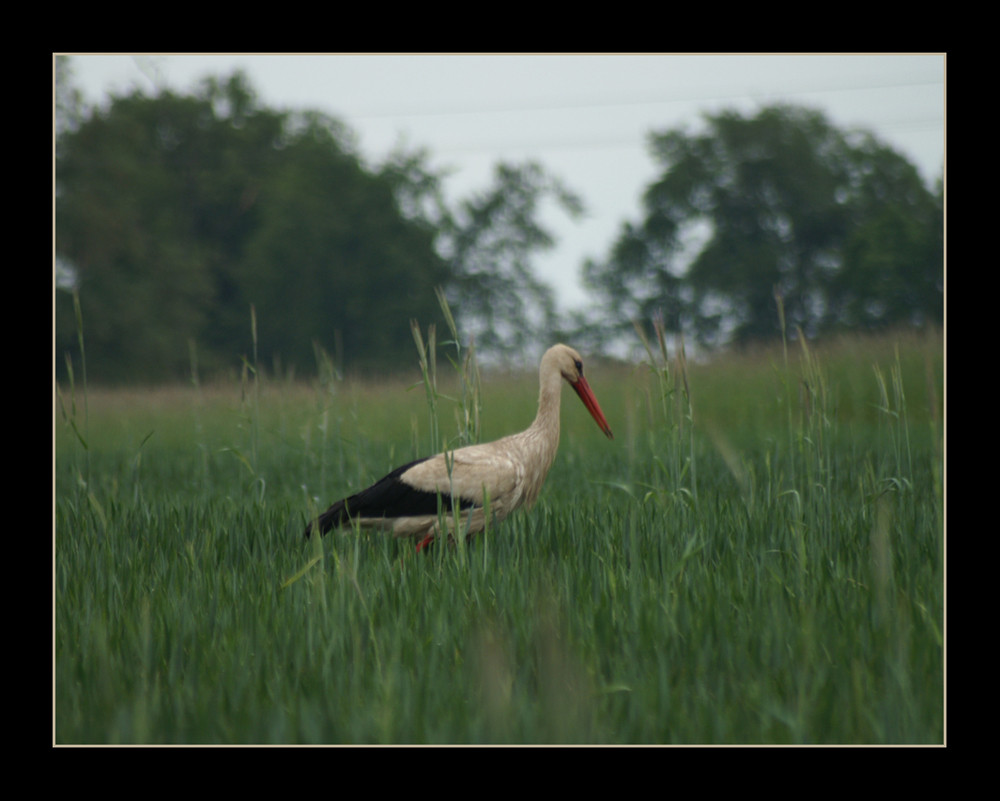 Stork