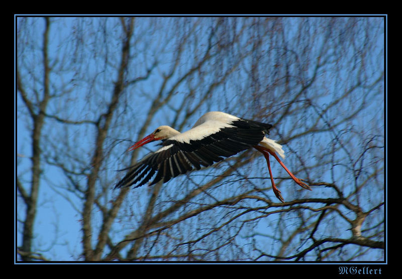 Stork