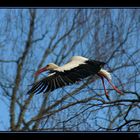 Stork