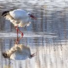 Stork feeding