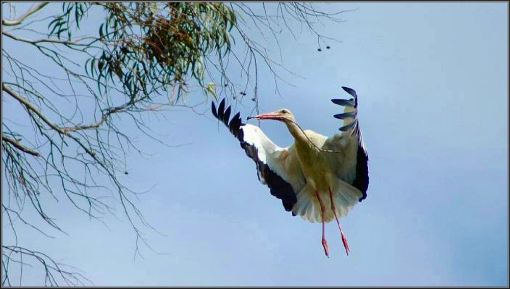 Stork flying 