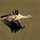 Stork in flight