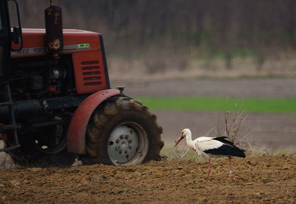 Stork In Plow