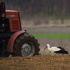 Stork In Plow