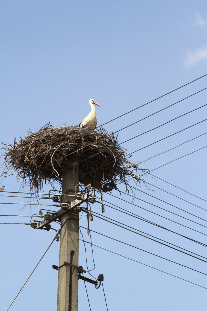 stork in Roumania