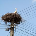 stork in Roumania