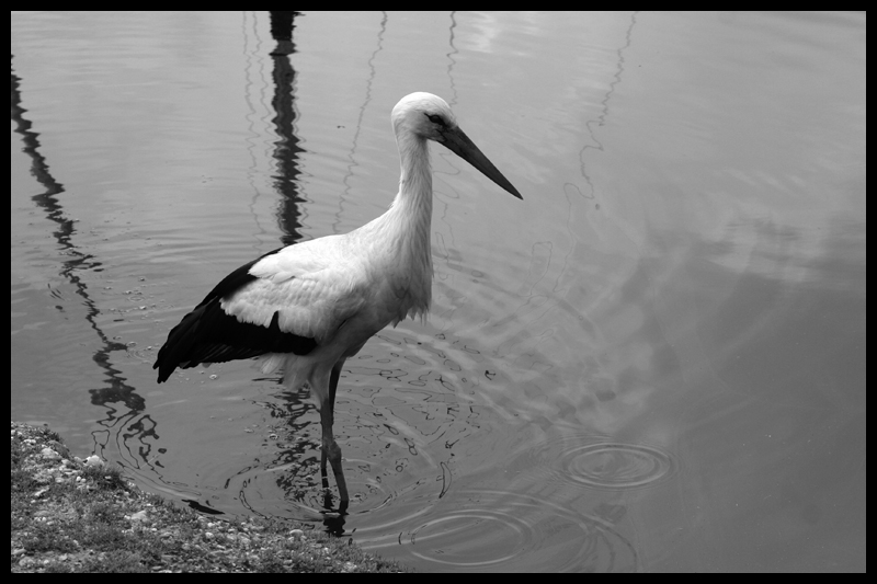 Stork in water