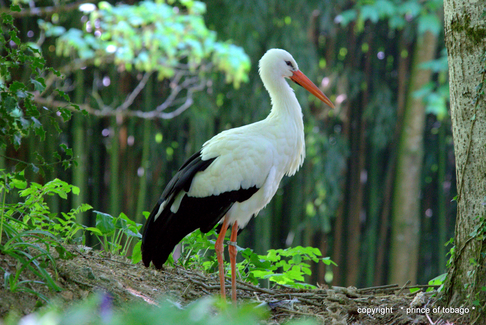 stork in wood